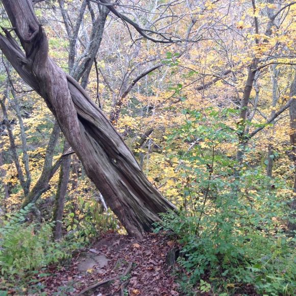 Meet your Posher, Chelsey - Picture 1 of 1